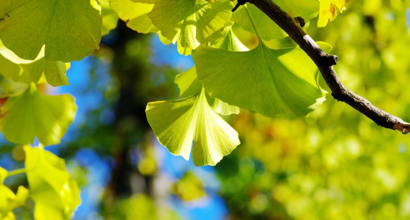 Gingko biloba