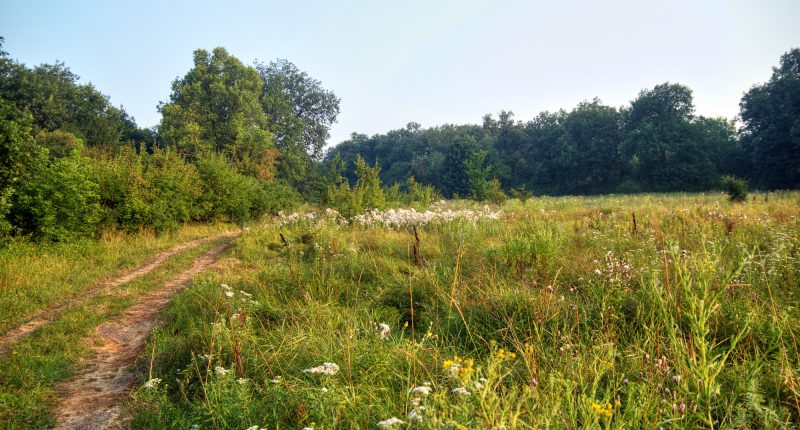 bylinny-travnik-je-skvela-volba.jpg