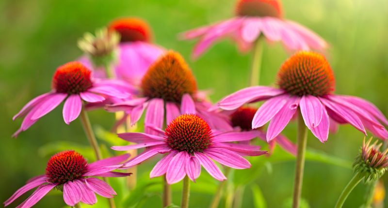 zazracna-bylina-zvana-echinacea.jpg